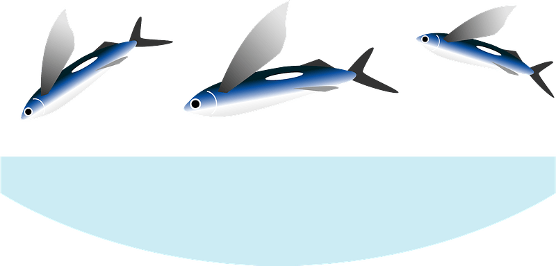 Flying fish clipart. Free download transparent .PNG | Creazilla