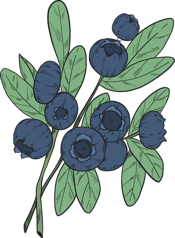 Blueberry branches clipart. Free download transparent .PNG Creazilla