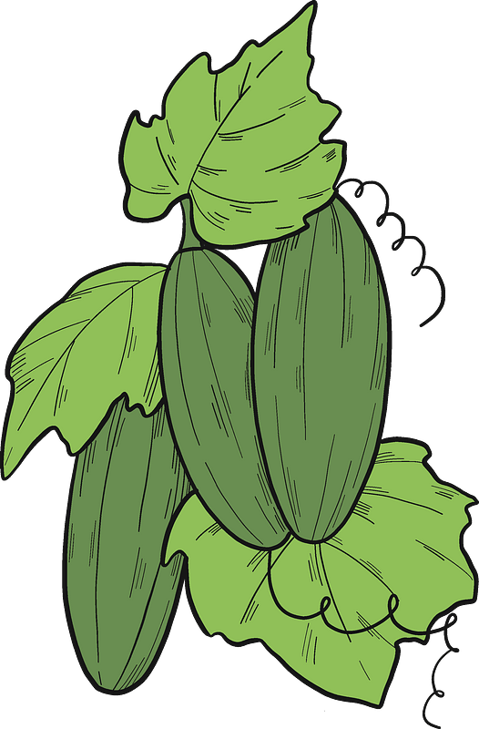 Cucumber plant clipart. Free download transparent .PNG Creazilla