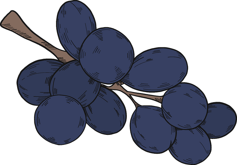 Black grapes clipart. Free download transparent .PNG Creazilla