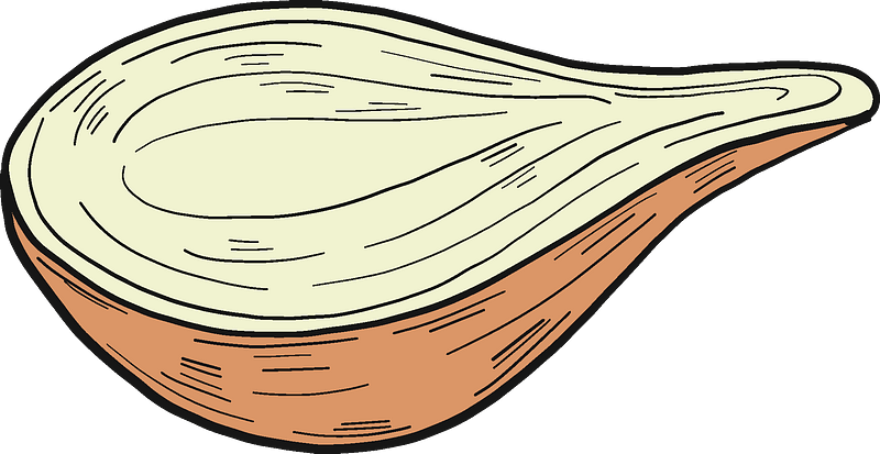 Half onion clipart