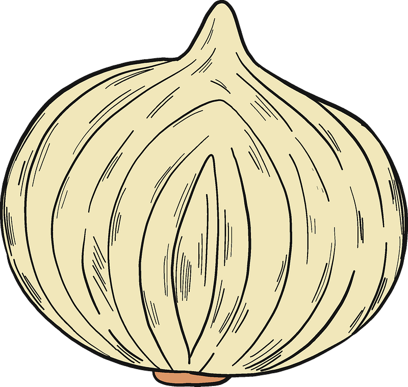 Half onion clipart