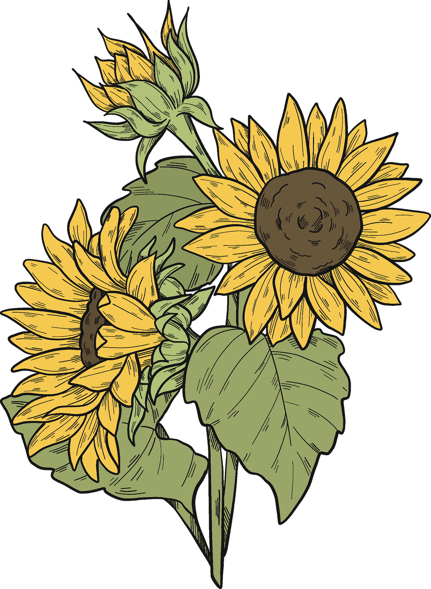 Free 73 Transparent Background Stem Sunflower Clipart Svg Png Eps Dxf File