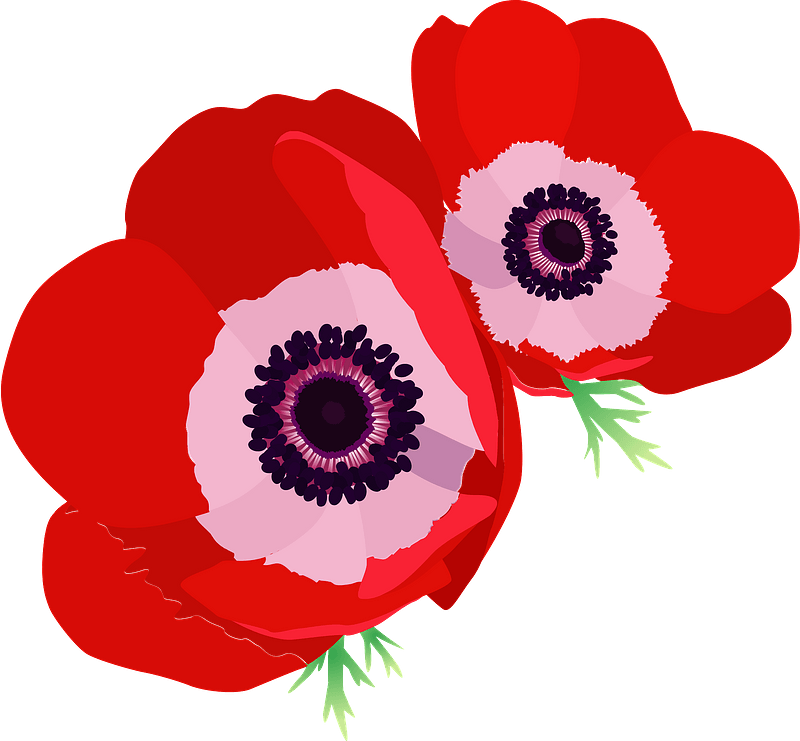 Poppy anemone flower clipart. Free download transparent .PNG | Creazilla