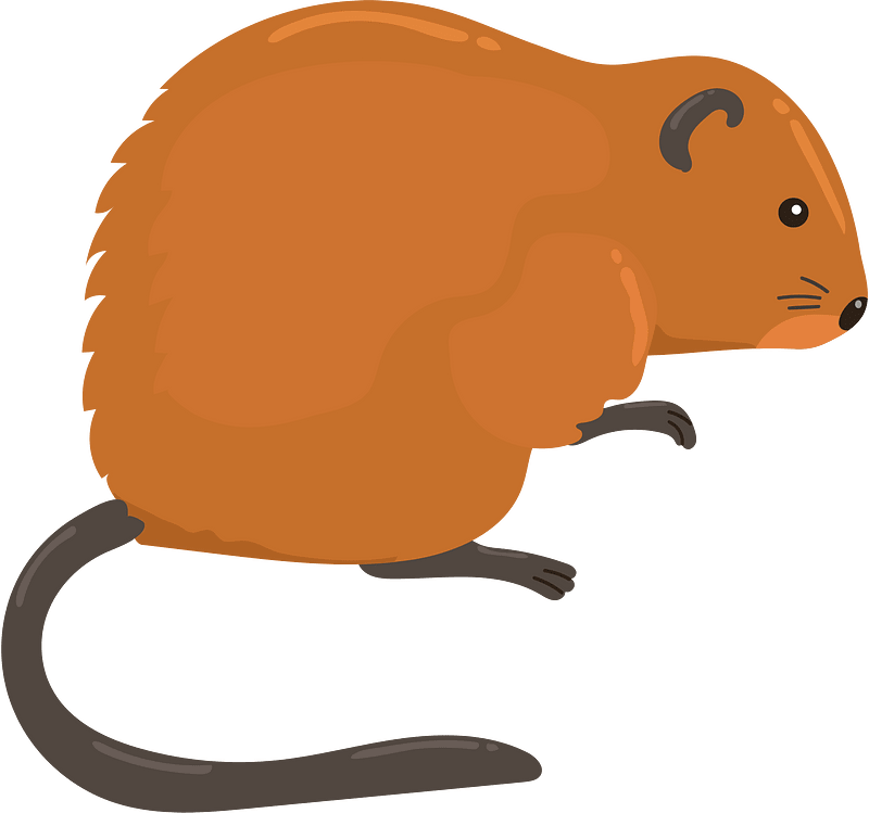 Muskrat clipart. Free download transparent .PNG Creazilla