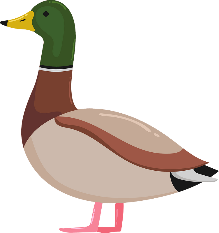 Mallard clipart. Free download transparent .PNG | Creazilla