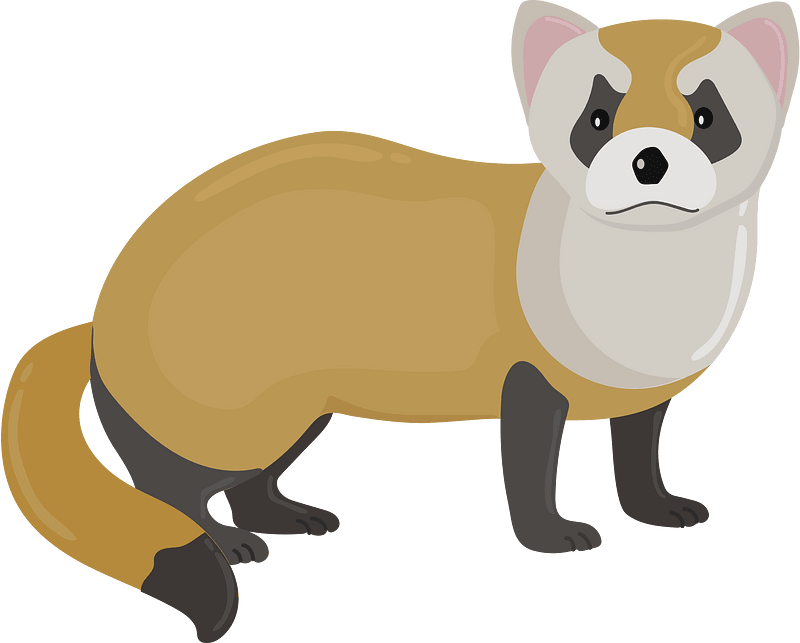 Blackfooted ferret clipart. Free download transparent .PNG Creazilla