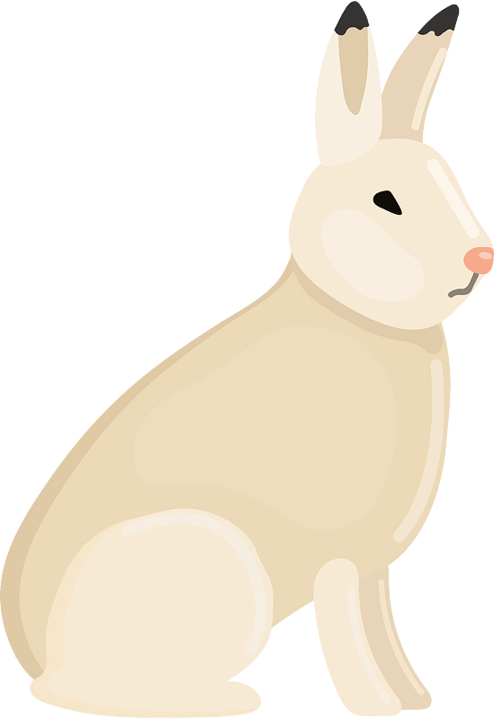 Arctic hare clipart. Free download transparent .PNG Creazilla
