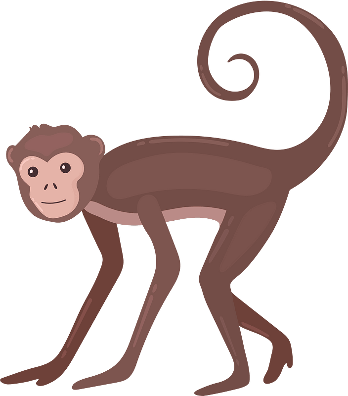 Spider monkey clipart. Free download transparent .PNG | Creazilla