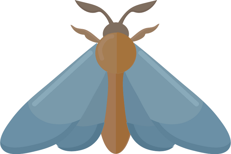 Moth clipart
