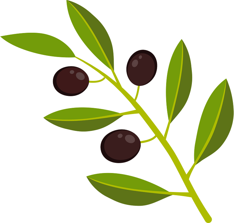 Olive branch clipart. Free download transparent .PNG Creazilla
