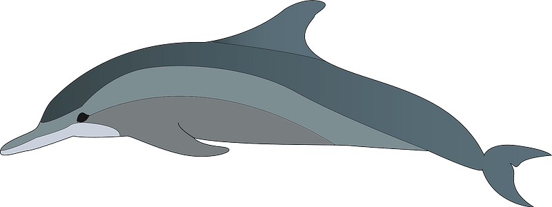 dolphins 3d png dolphins 3d png