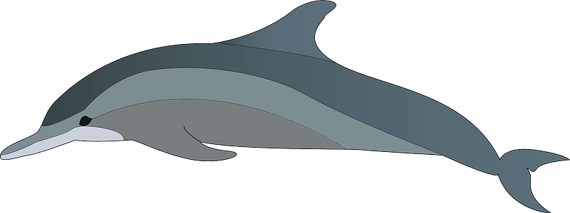 Delfin clipart