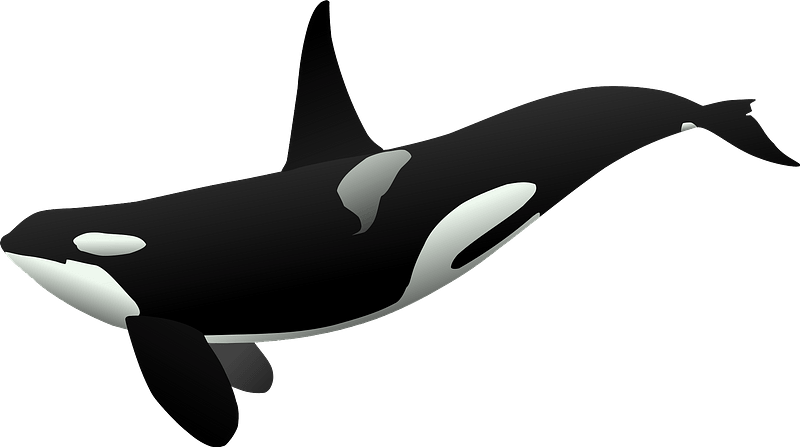 Orca clipart. Free download transparent .PNG | Creazilla