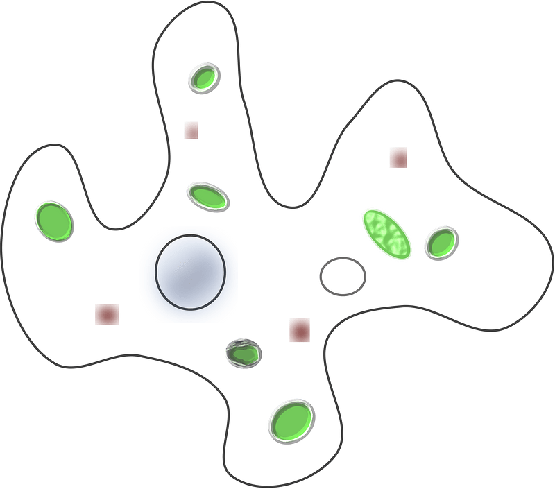 Amoeba clipart. Free download transparent .PNG | Creazilla