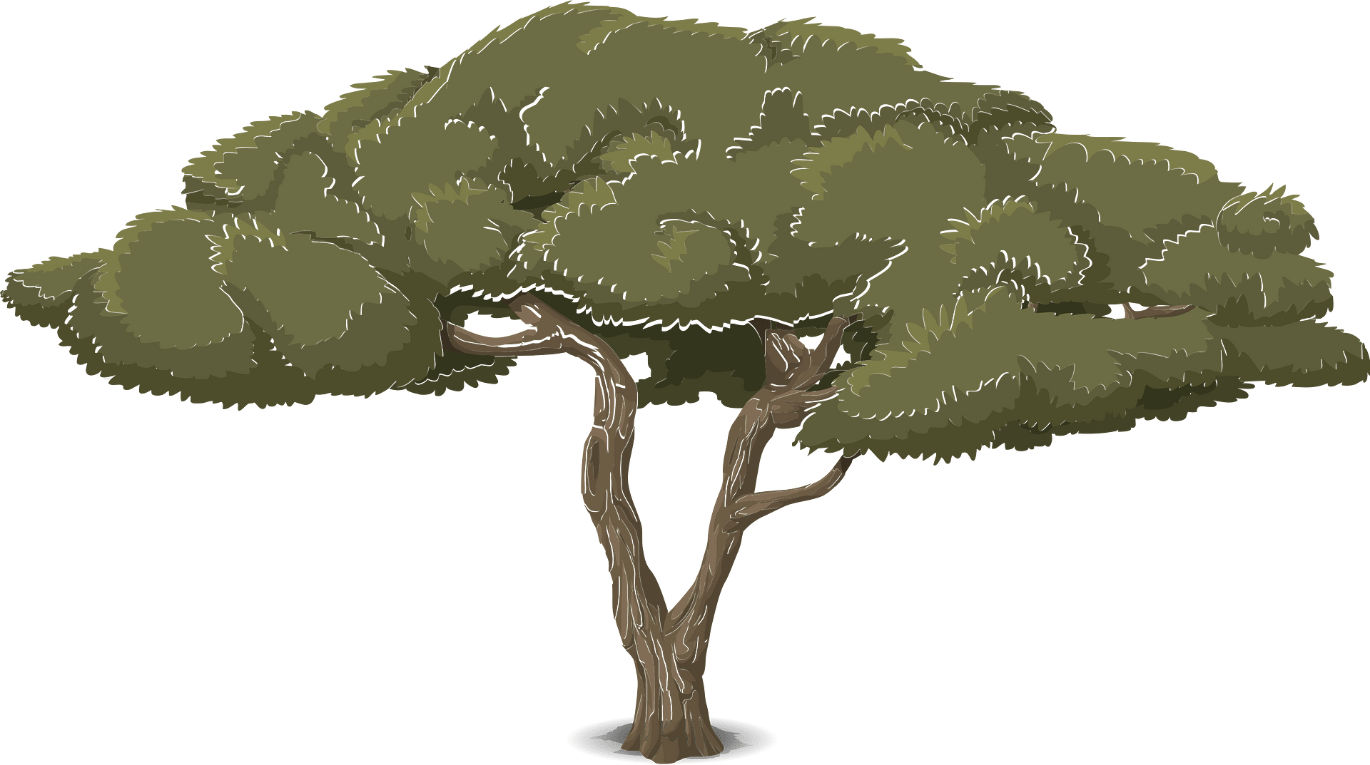 Acacia Tree Clipart