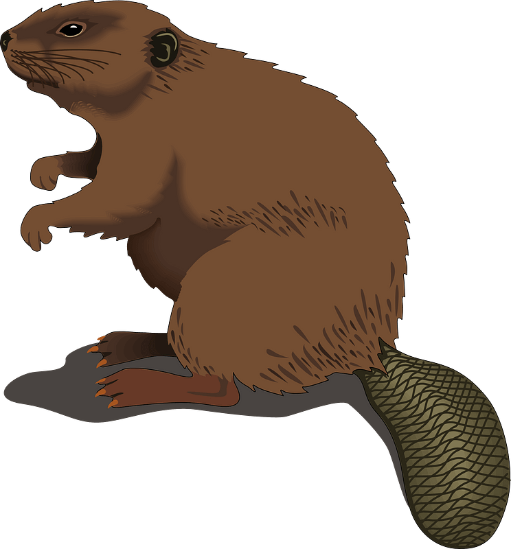 Beaver clipart. Free download transparent .PNG Creazilla