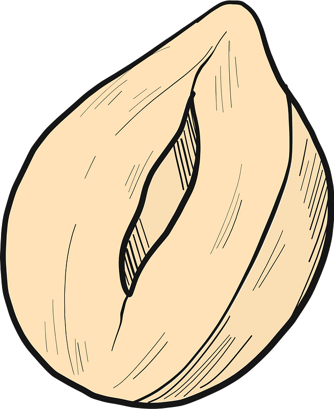 Hazelnut clipart. Free download transparent .PNG Creazilla