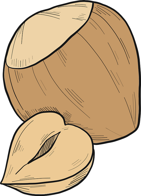 Hazelnut clipart. Free download transparent .PNG Creazilla