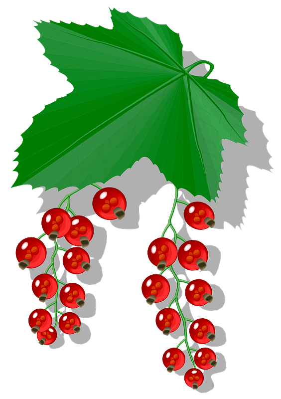 Red Berries and Leaves clipart. Free download transparent .PNG Creazilla