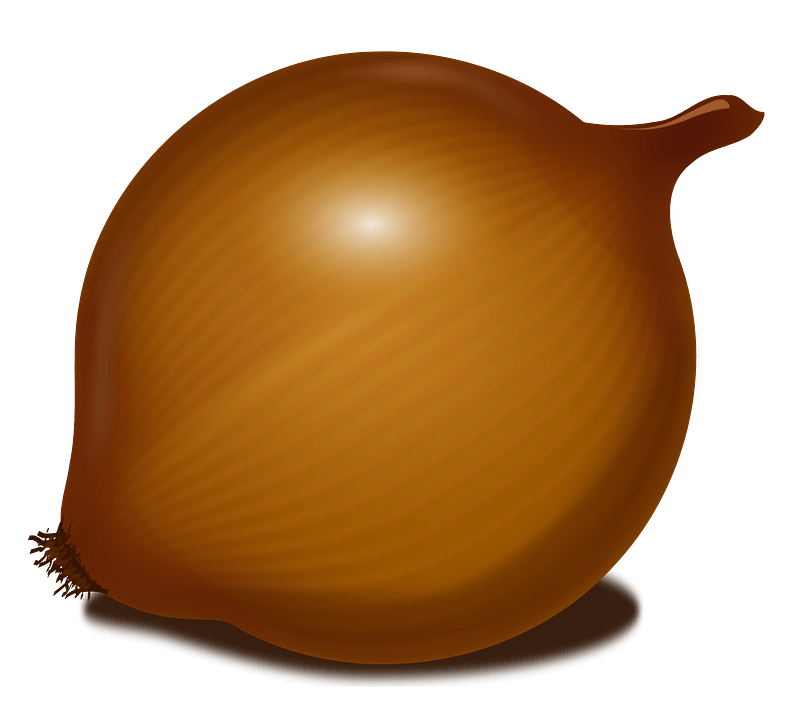 Onion clipart