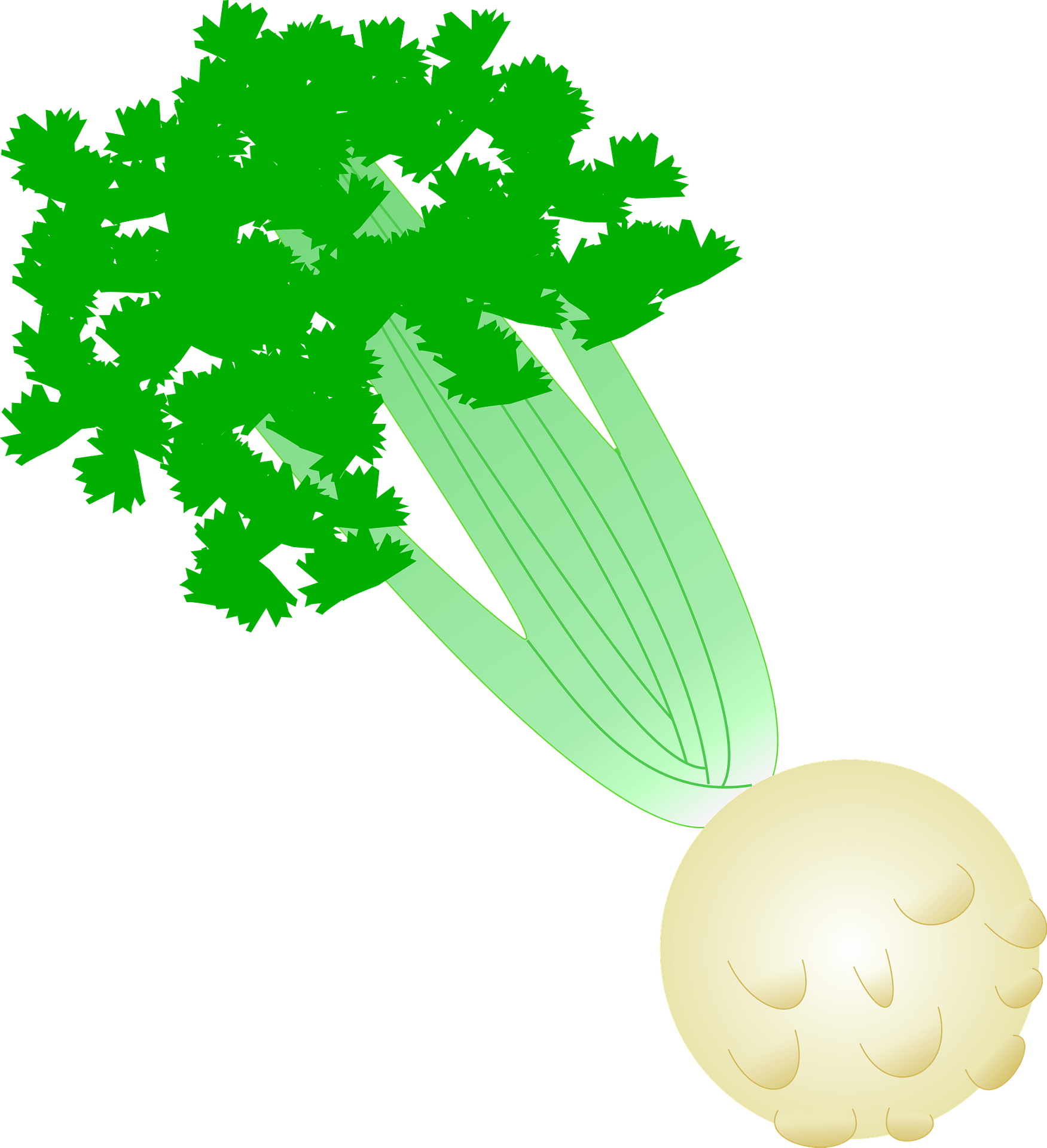 Celery Png