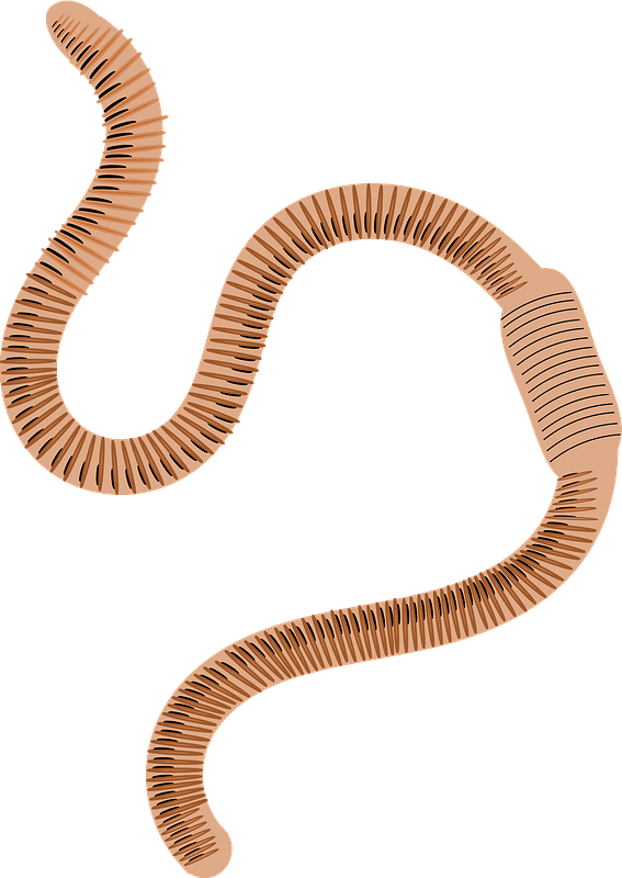 Ringed earthworm кліпарт