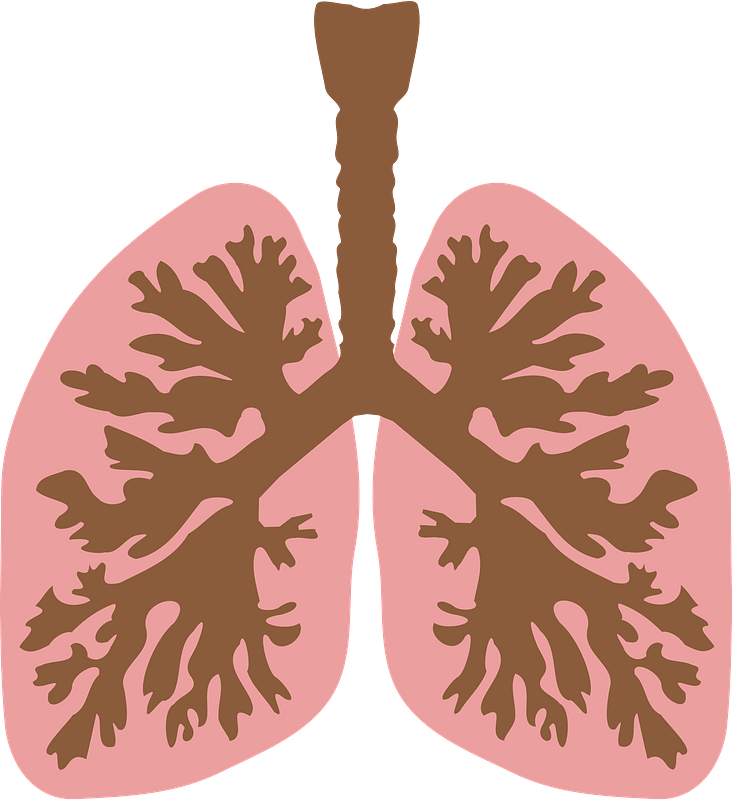 Lungs and Bronchus immagine clipart