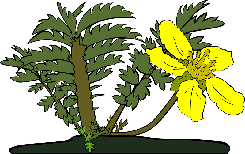 Plants clipart. Free download transparent .PNG | Creazilla