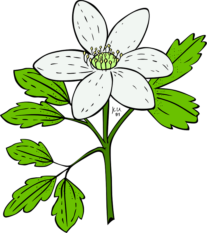 Anemone clipart. Free download transparent .PNG Creazilla
