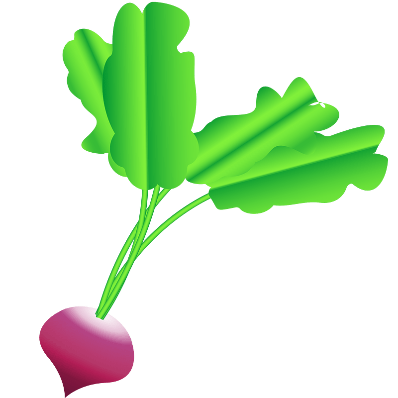 Radish clipart. Free download transparent .PNG Creazilla