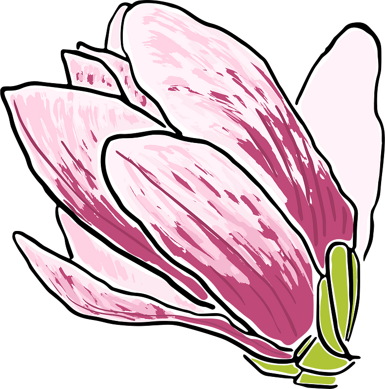 Magnolia clipart. Free download transparent .PNG | Creazilla