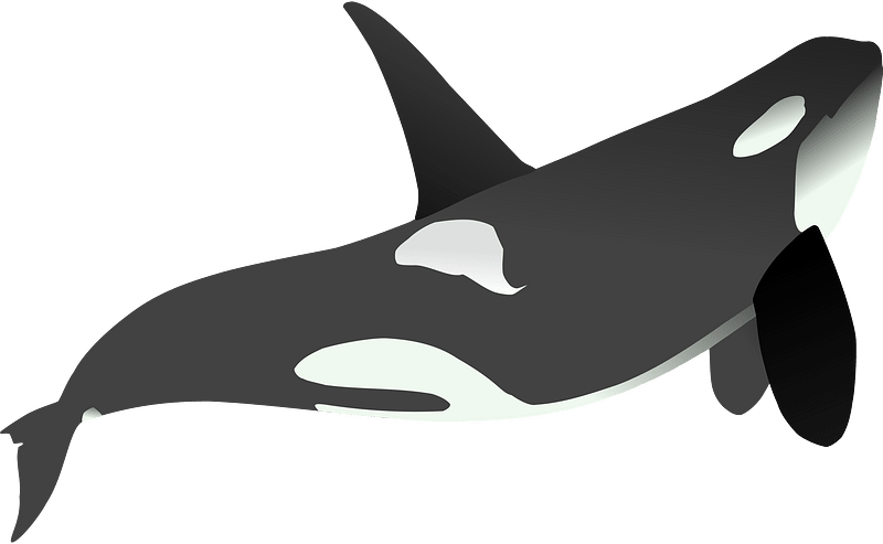 Orca clipart. Free download transparent .PNG | Creazilla