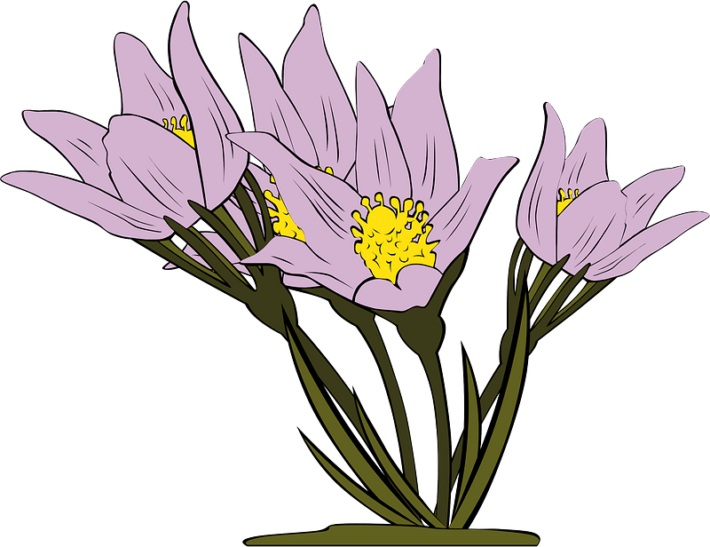 Anemone clipart. Free download transparent .PNG Creazilla
