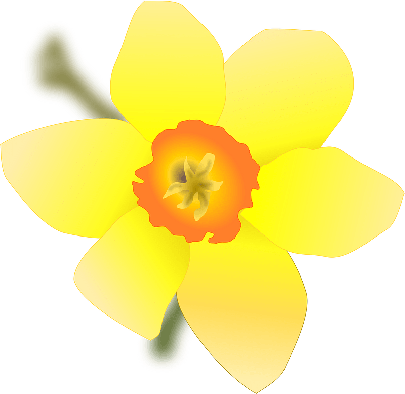 Daffodils clipart. Free download transparent .PNG Creazilla