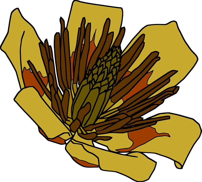 Tulip Tree Flower clipart. Free download transparent .PNG Creazilla