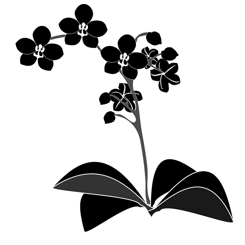 Phalaenopsis clipart. Free download transparent .PNG | Creazilla