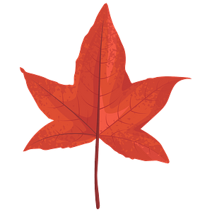 Sweetgum red leaf clipart