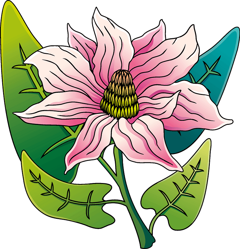 Magnolia immagine clipart