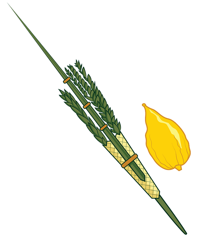 Lulav und Etrog clipart. Kostenloser Download. | Creazilla