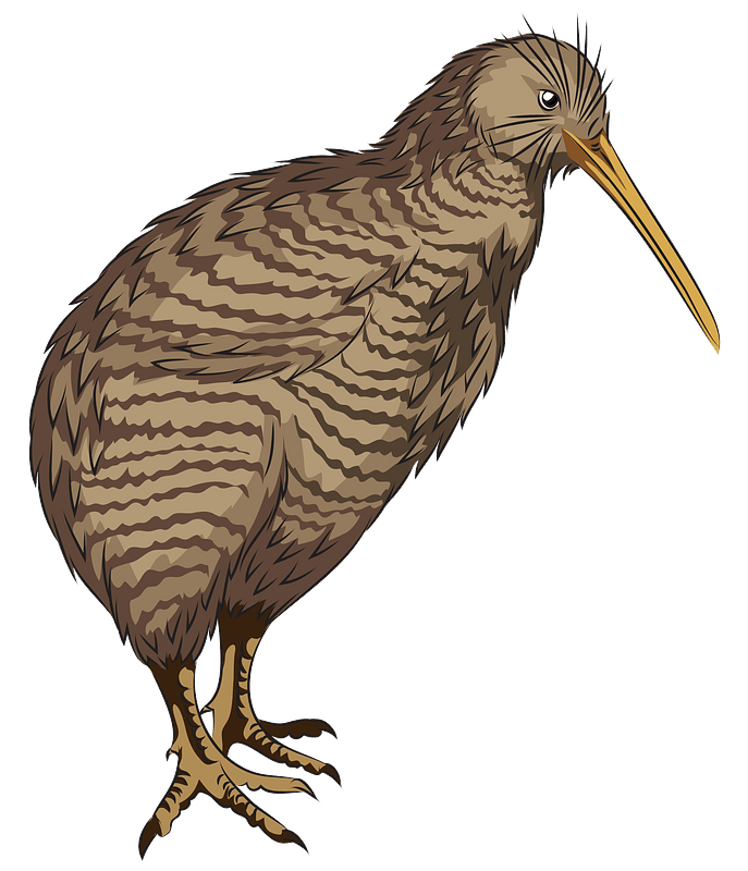 Little Spotted Kiwi clipart