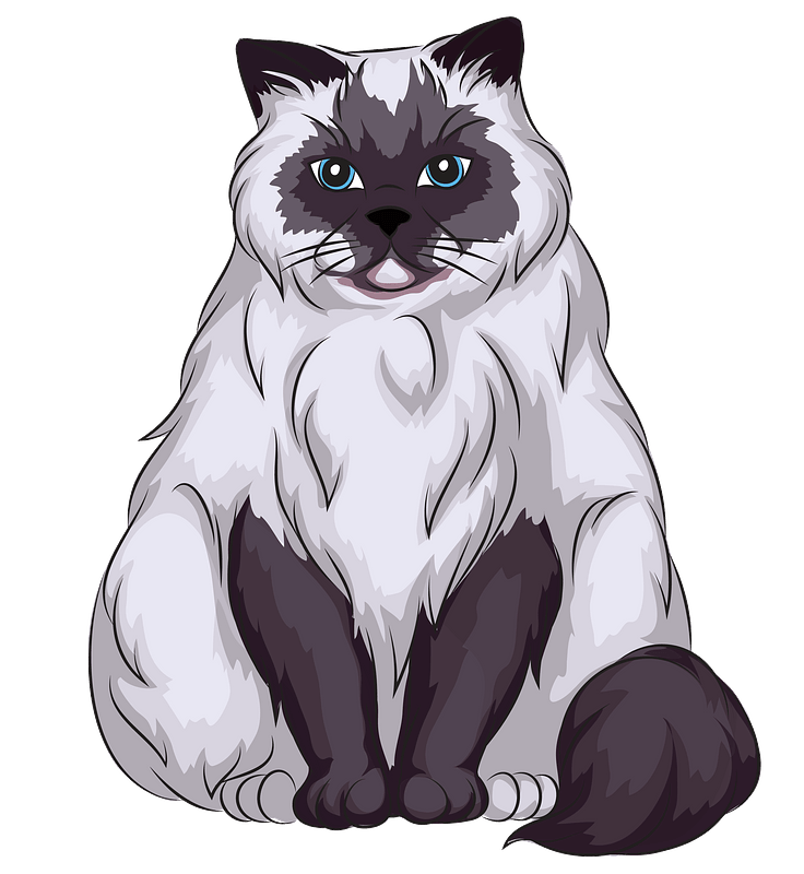 Himalayan Cat clipart