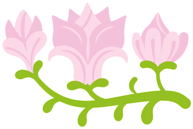 Magnolia immagine clipart