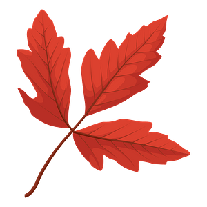 Клипарт Paperbark maple red leaf