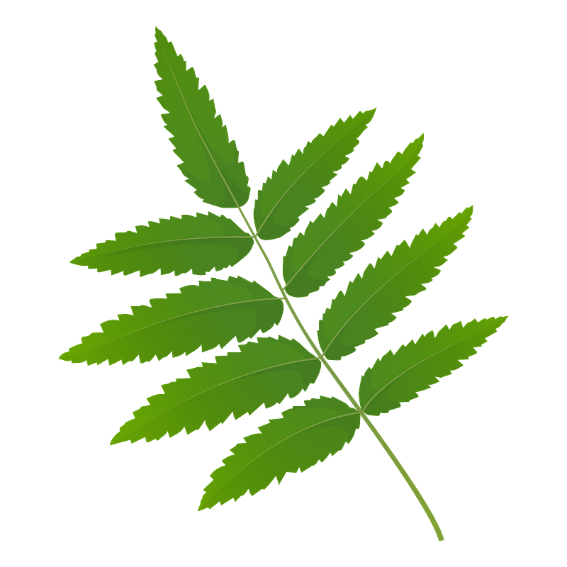 Клипарт Rowan tree green leaf