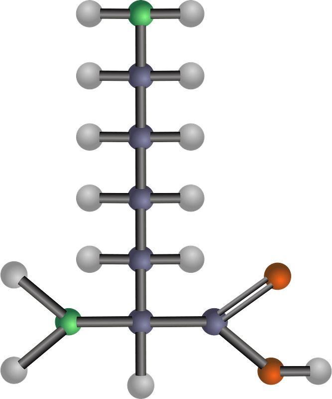 Lysine (Amino Acid) clipart. Free download transparent .PNG Creazilla