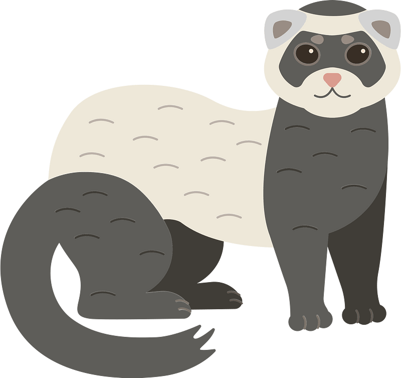Ferret clipart. Free download transparent .PNG Creazilla
