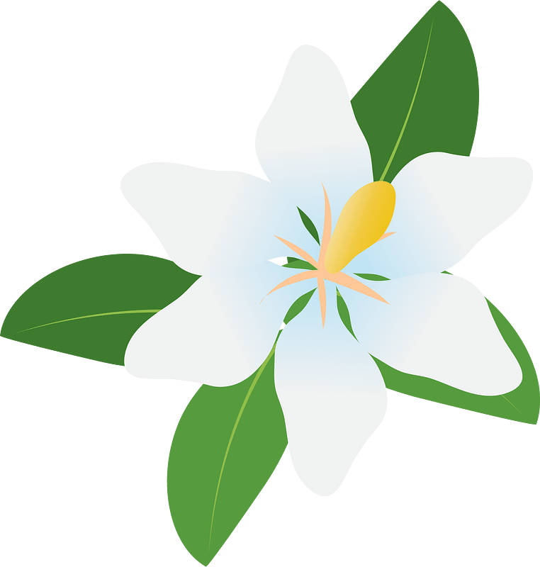 Cape Jasmine (Gardenia Jasminoides) clipart