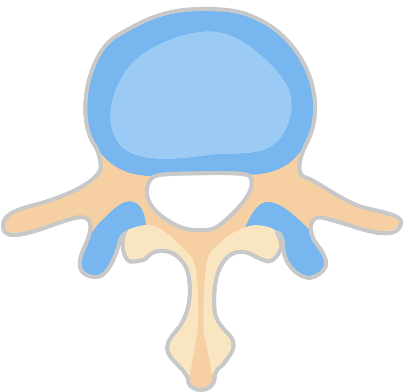 Spine Color clipart. Free download transparent .PNG Creazilla