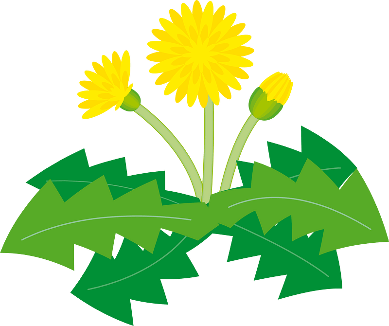 Dandelion flower clipart. Free download transparent .PNG Creazilla